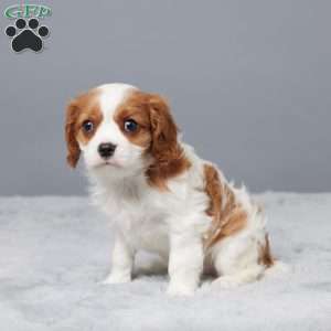 Nikki, Cavalier King Charles Spaniel Puppy